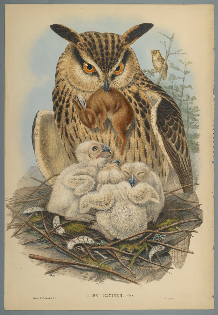 Bubo Maximus: Búho de John Gould