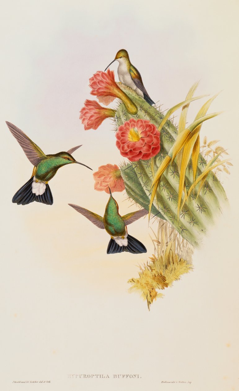 Plumeleteer de Buffon (Hypuroptila Buffon) de una Monografía de Trochilidae de John Gould