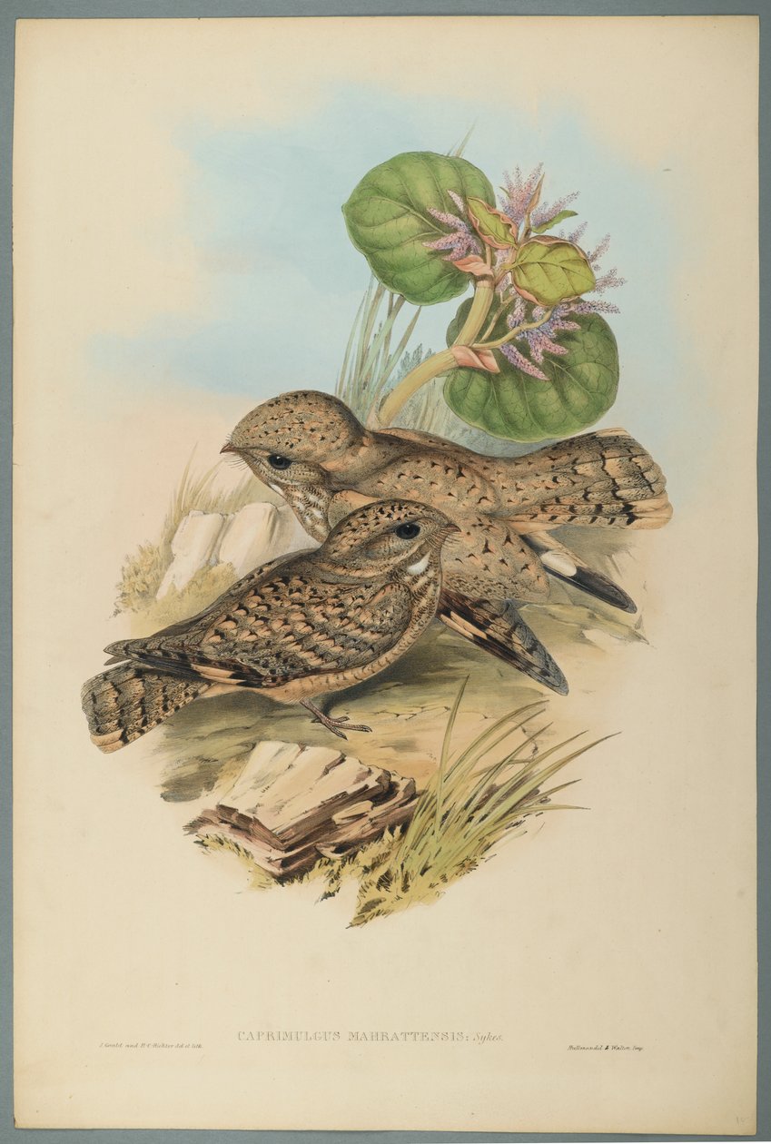 Caprimulgus Mahrattensis: Chotacabras de John Gould