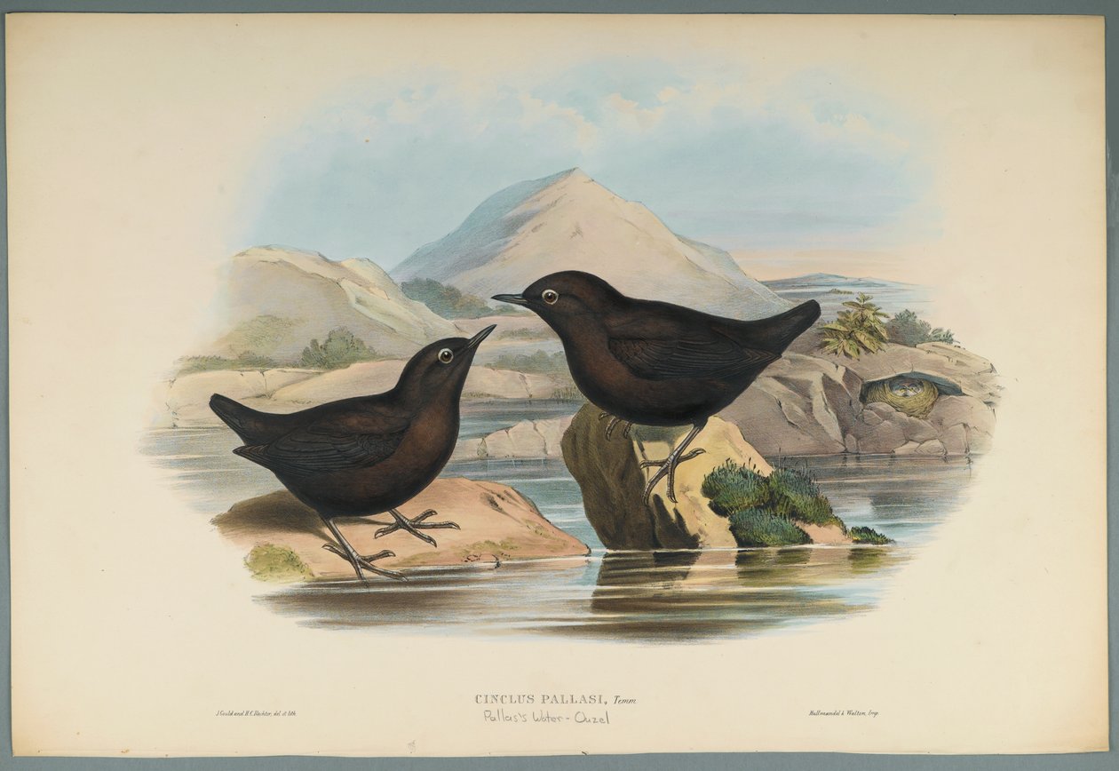Cinclus Pallasi: Mirlo Acuático de Pallas de John Gould