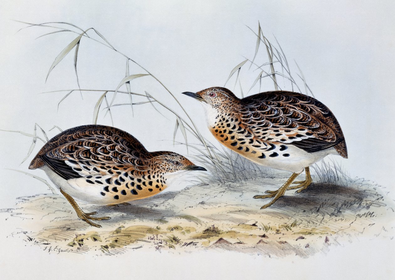 Torillo andaluz (Turnix sylvatica), grabado de Aves de Europa, por John Gould (1804-1881) de John Gould