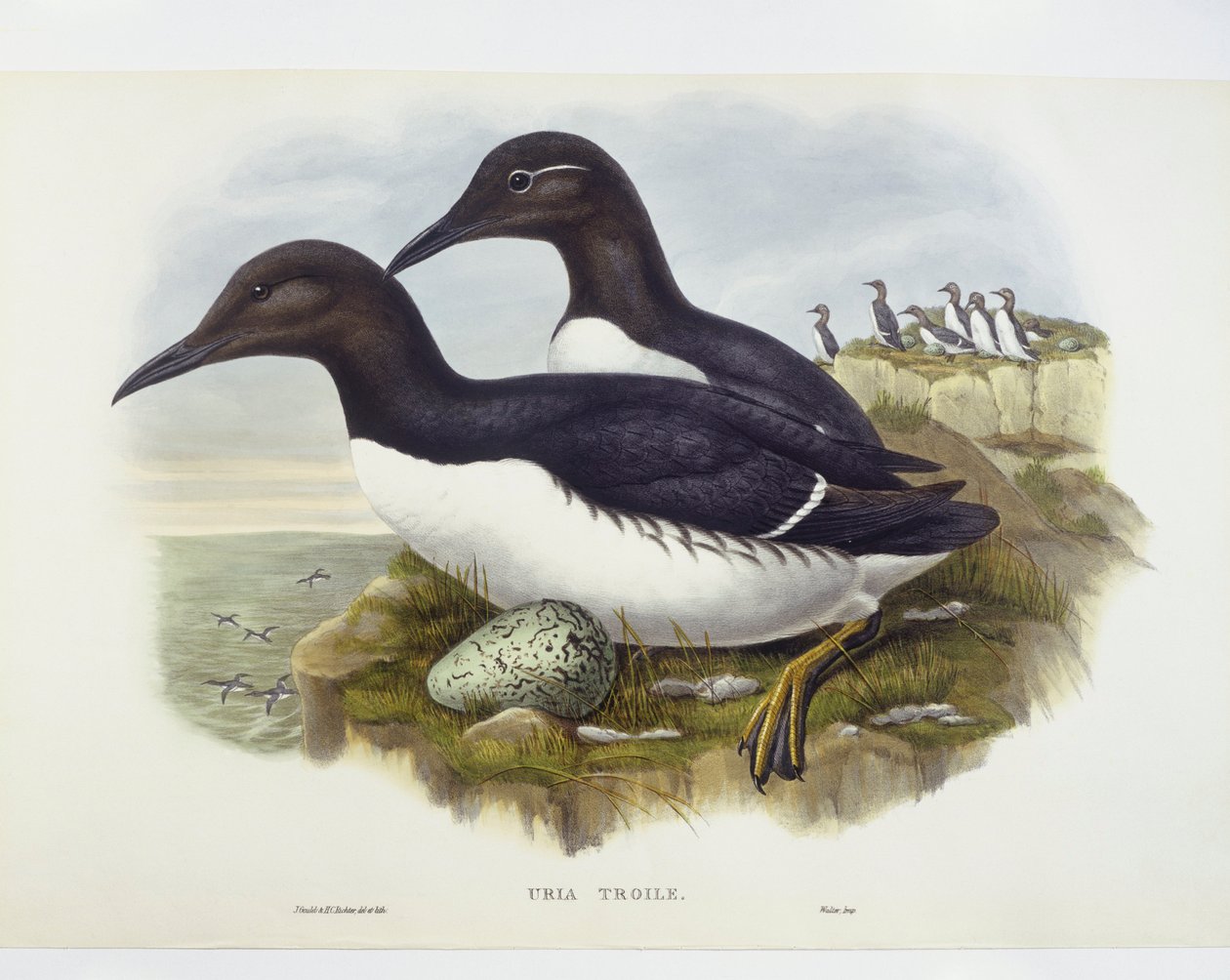 Arao común (Uria aalge), grabado por John Gould, William Hart, H C Richter de John Gould