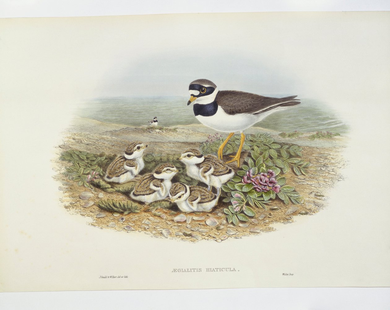 Chorlitejo grande (Charadrius hiaticula), ilustración de John Gould