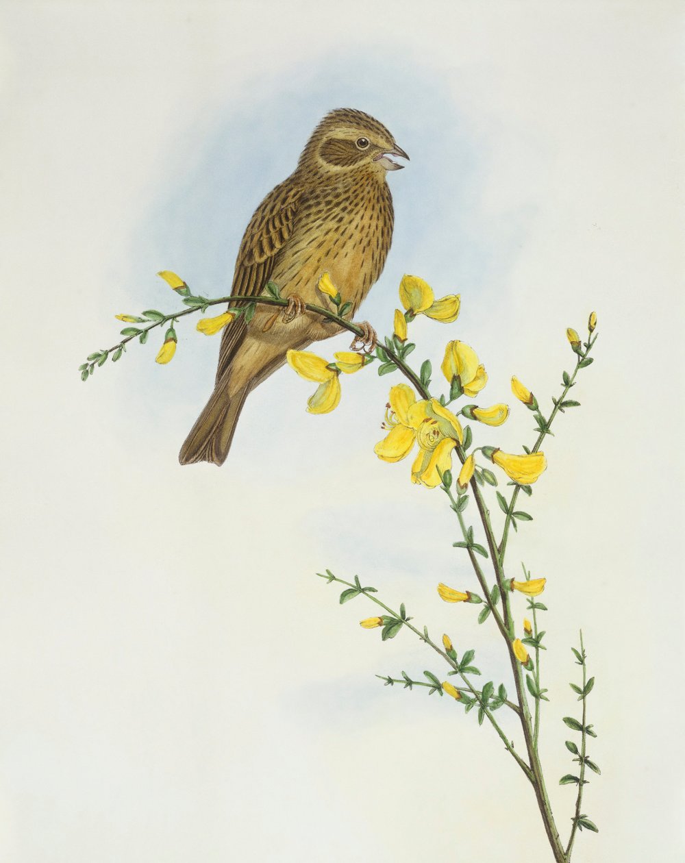 Triguero (Miliaria o Emberiza calandra), Grabado de John Gould de John Gould