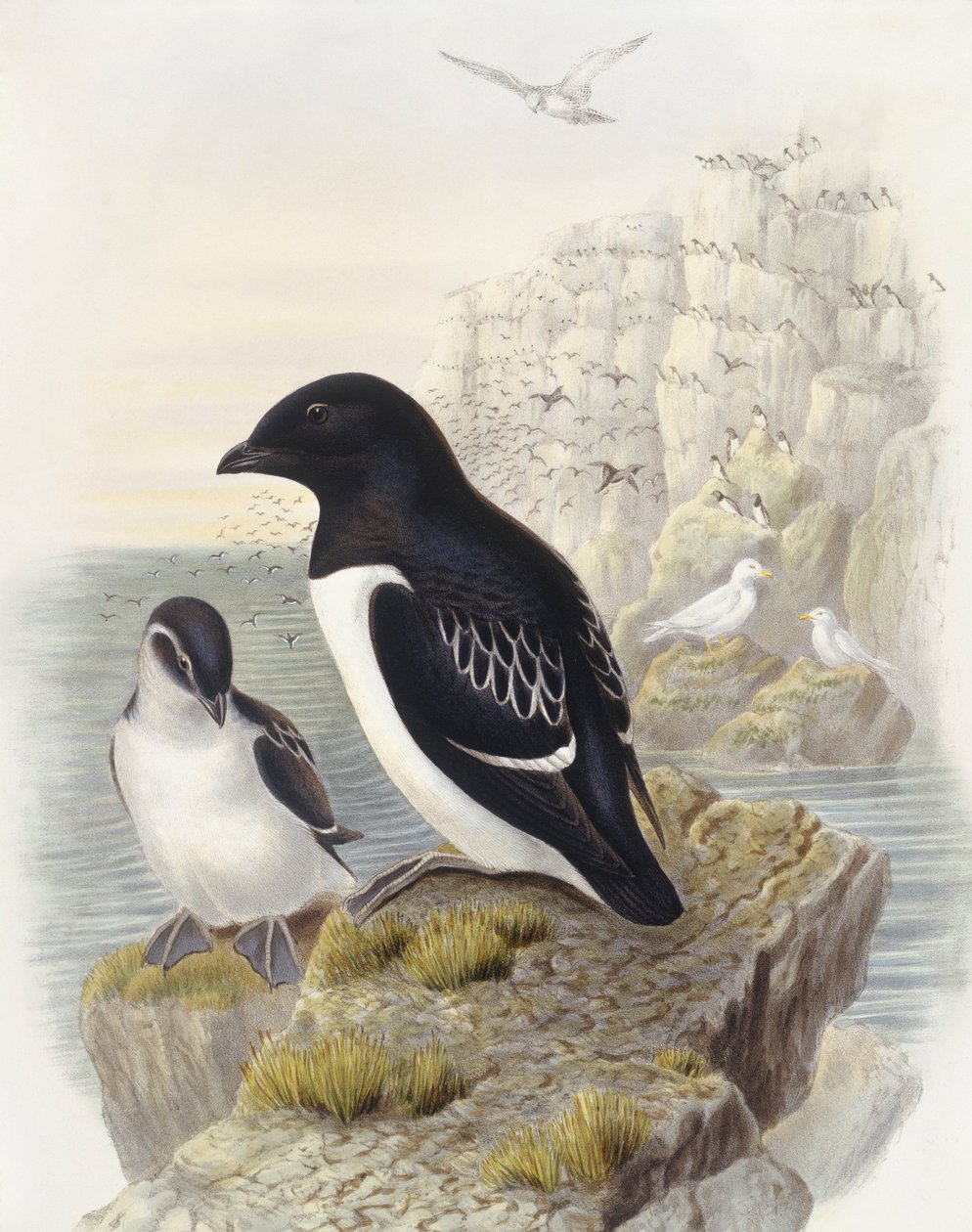 Alca (Alle alle), Grabado de John Gould de John Gould