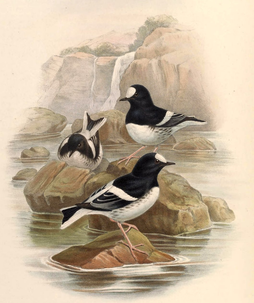 Enicurus scouleri de John Gould