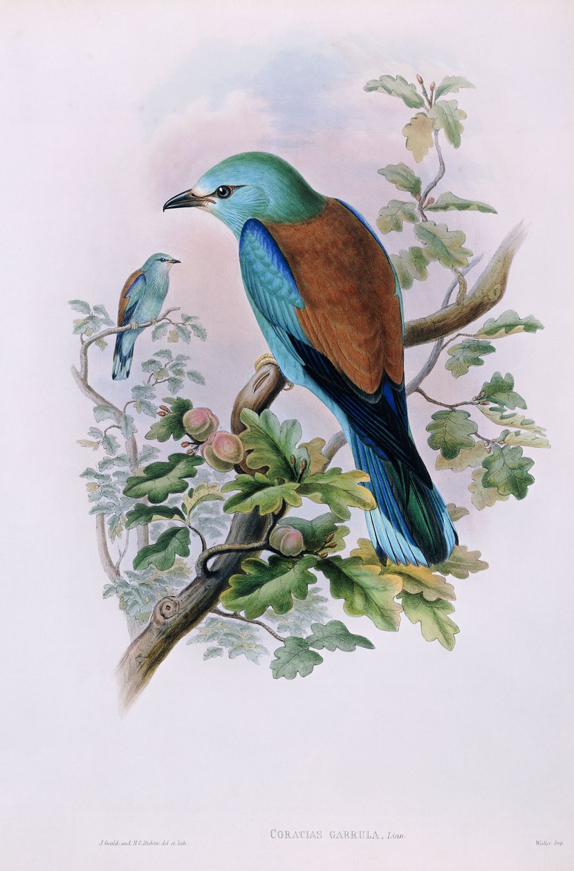 Carraca europea; Coracias Garrula, 1862-1873 de John Gould