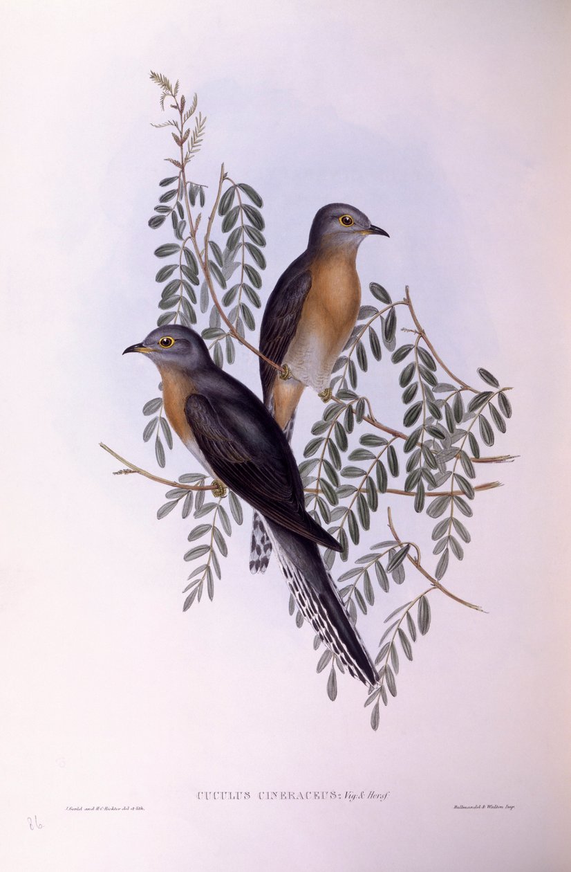Cuco cola de abanico (Cacomantis flabelliformis), grabado por John Gould de John Gould