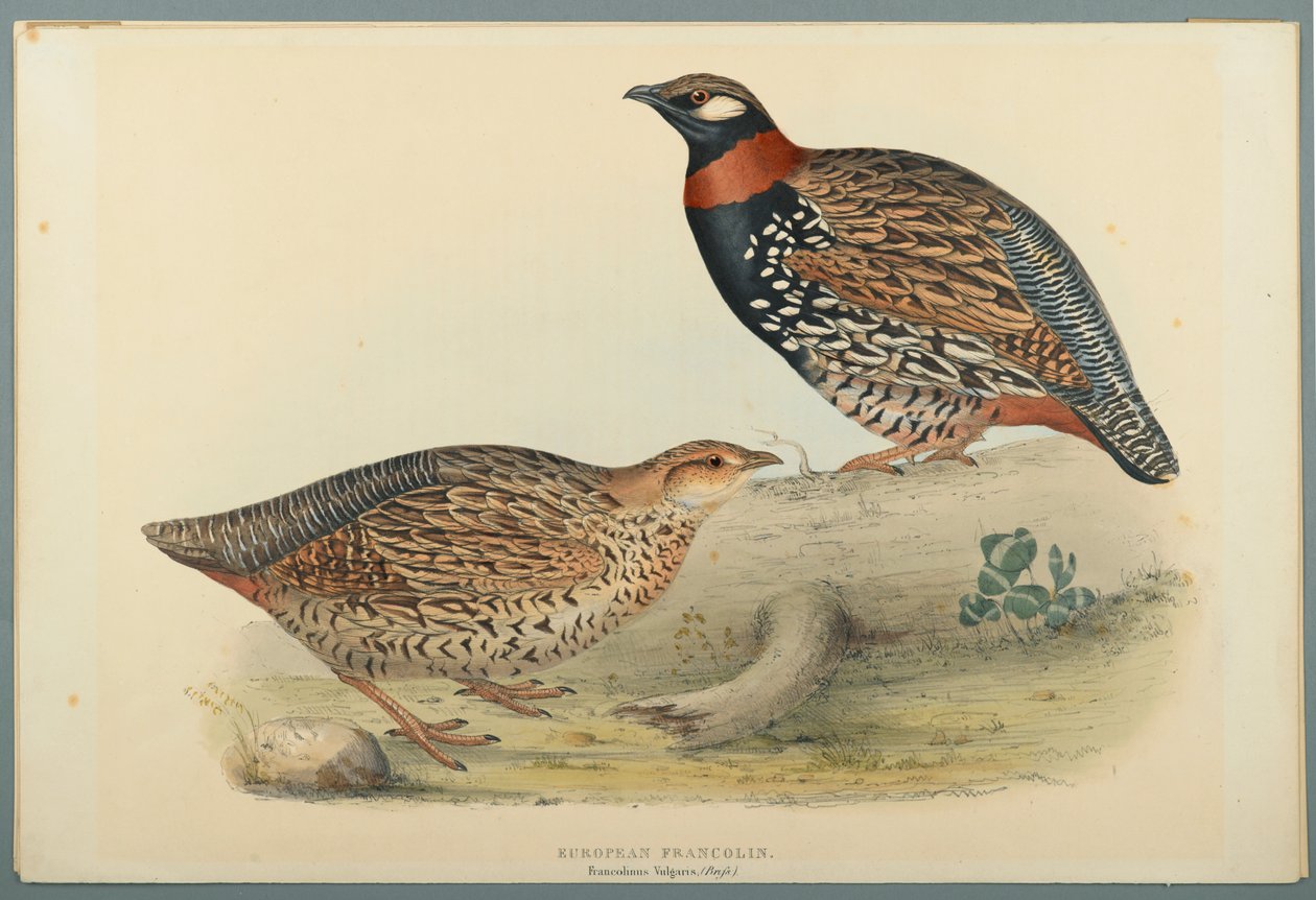 Francolinus Vulgaris: Francolín Europeo de John Gould