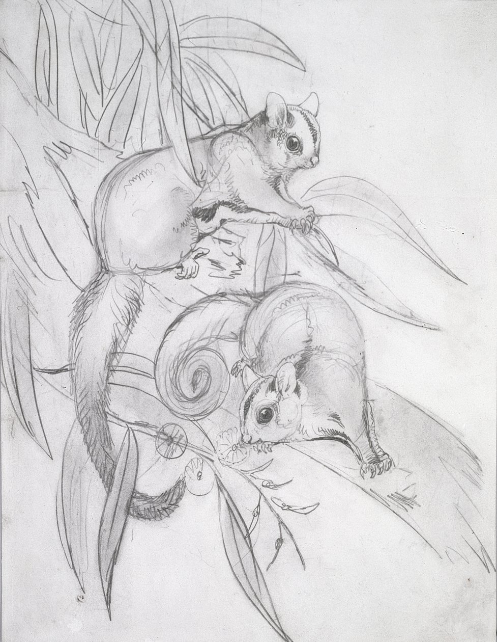 Petauros deslizadores de John Gould