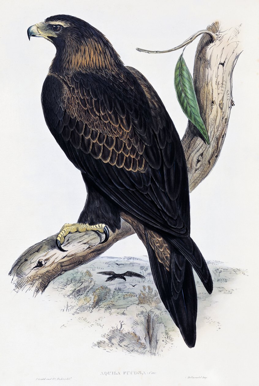 Águila real (Aquila chrysaetos), litografía de Aves de Australia y Gran Bretaña por John Gould (1804-1881), Reino Unido de John Gould