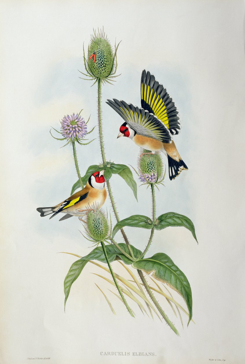 Jilguero (Carduelis Elegans) de John Gould