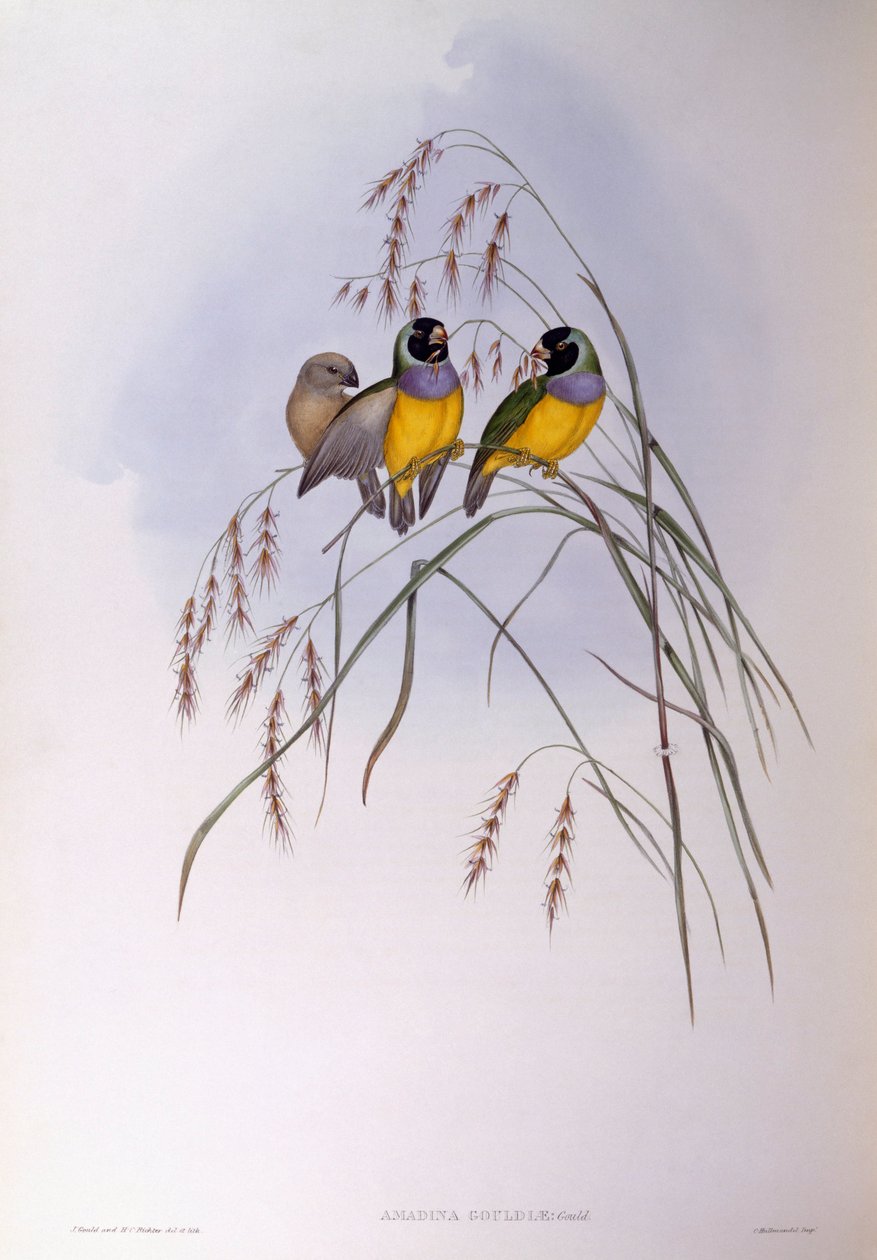 Diamante de Gould (Chloebia o Erythrura gouldiae), grabado por John Gould de John Gould