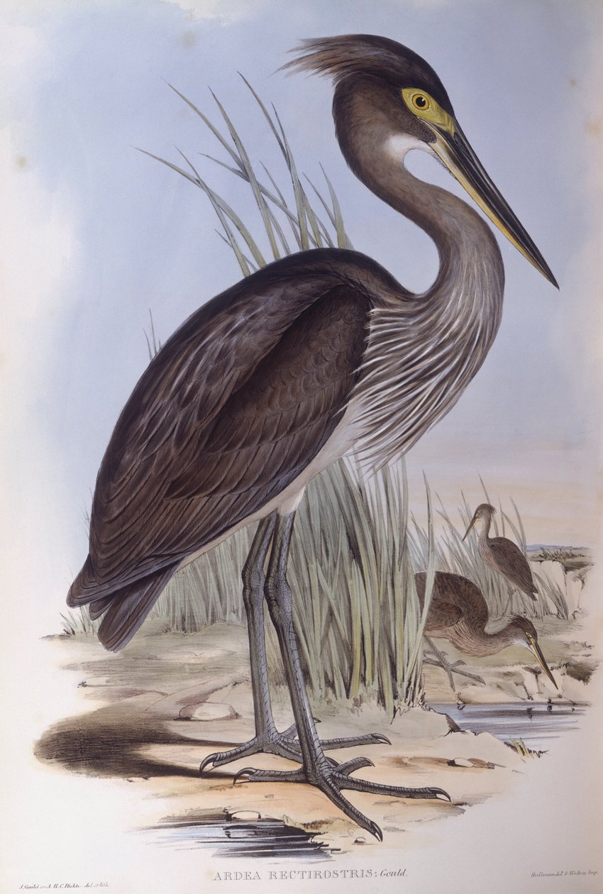 Garza de Sumatra (Ardea sumatrana), grabado por John Gould de John Gould