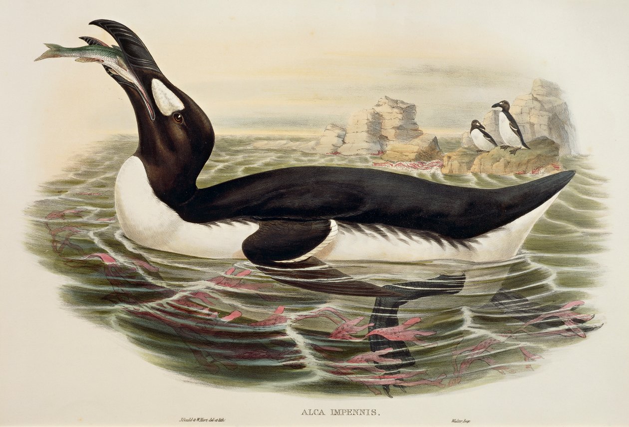 Alca gigante (Pinguinus impennis), grabado de John Gould