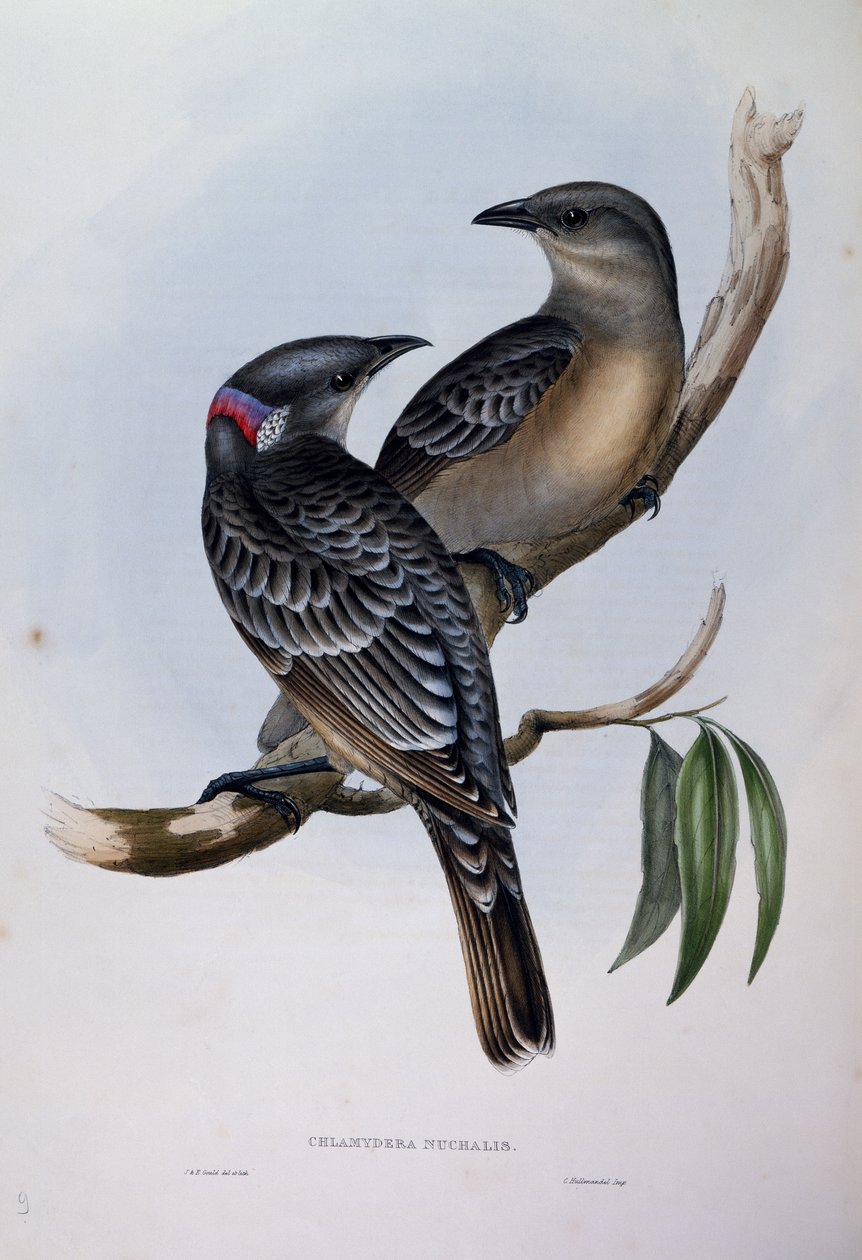 Ave del paraíso mayor (Chlamydera nuchalis), grabado de Birds of Australia de John Gould