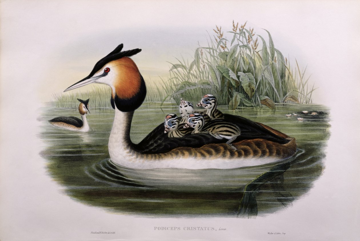 Somormujo Lavanco (Podiceps Cristatus) de John Gould
