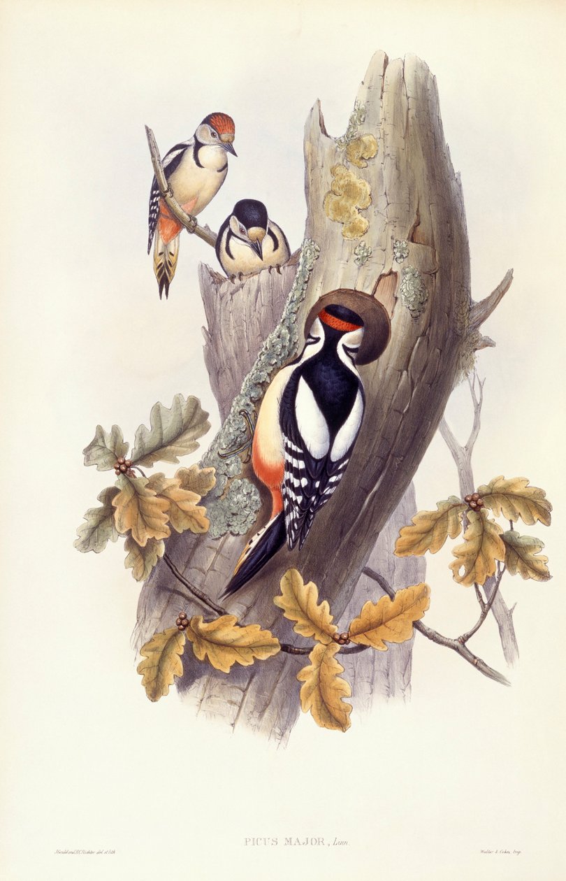 Pico picapinos (Dendrocopos major), grabado por John Gould de John Gould