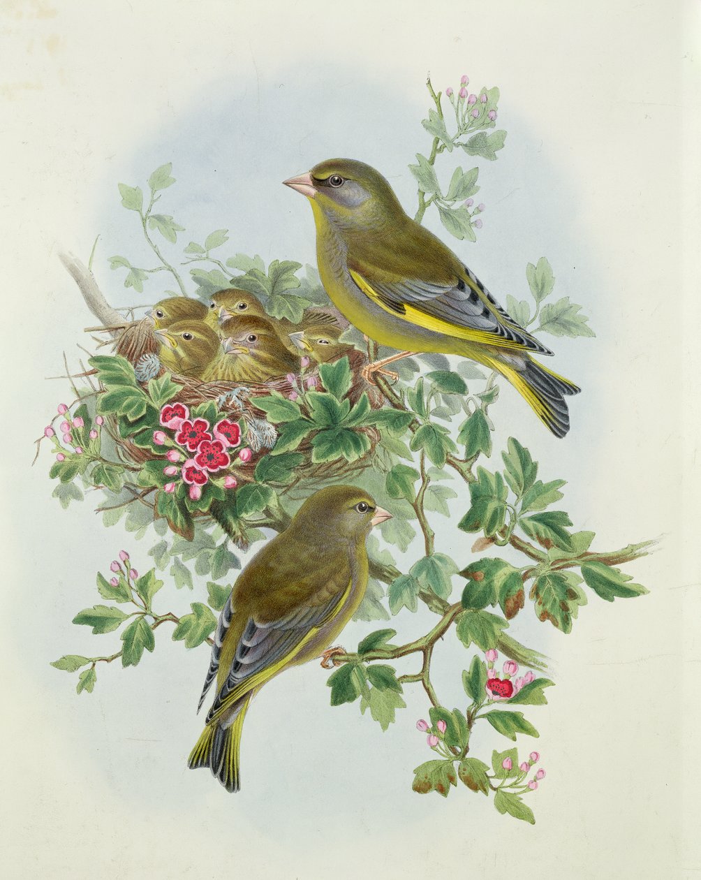 Verderón, 1873 de John Gould