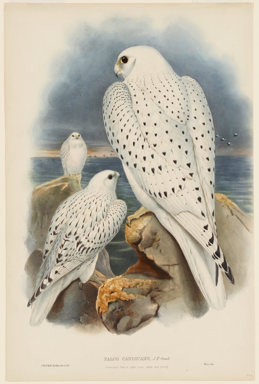 Halcón de Groenlandia de John Gould