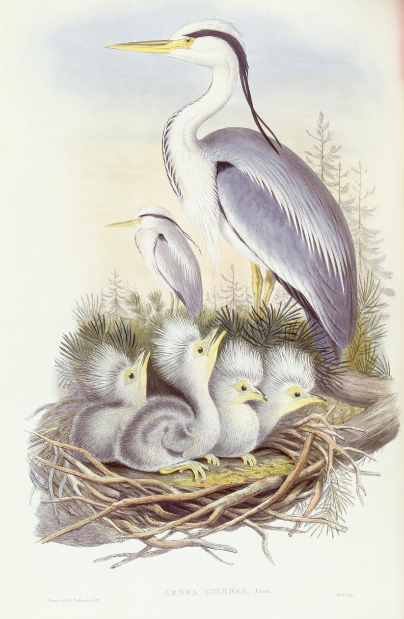Garza real (Ardea cinerea), grabado por John Gould de John Gould