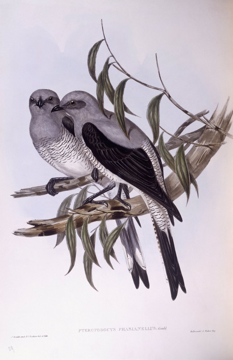 Oruguero terrestre (Coracina maxima), grabado por John Gould de John Gould