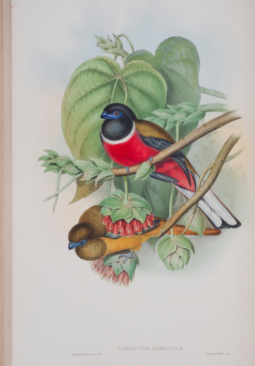 Harpactes Fasciatus, lámina de Las aves de Gran Bretaña de John Gould, publicado 1862-73 de John Gould