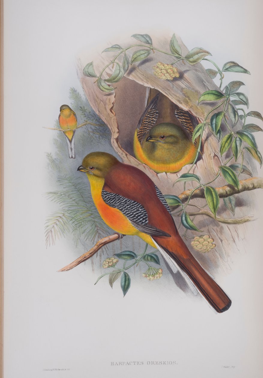 Harpactes Oreskios, lámina de Las aves de Gran Bretaña de John Gould, publicado 1862-73 de John Gould