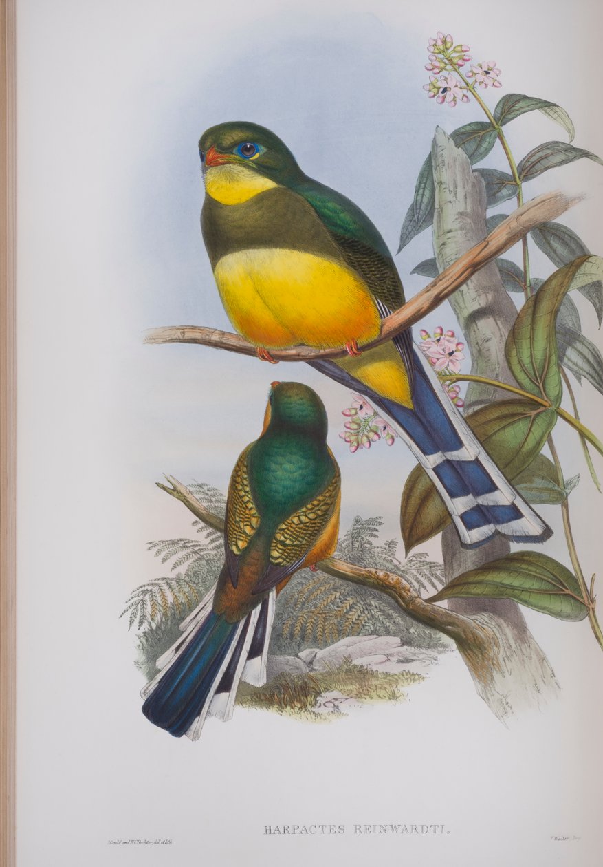 Harpactes Reinwardti, lámina de Las aves de Gran Bretaña de John Gould, publicado 1862-73 de John Gould