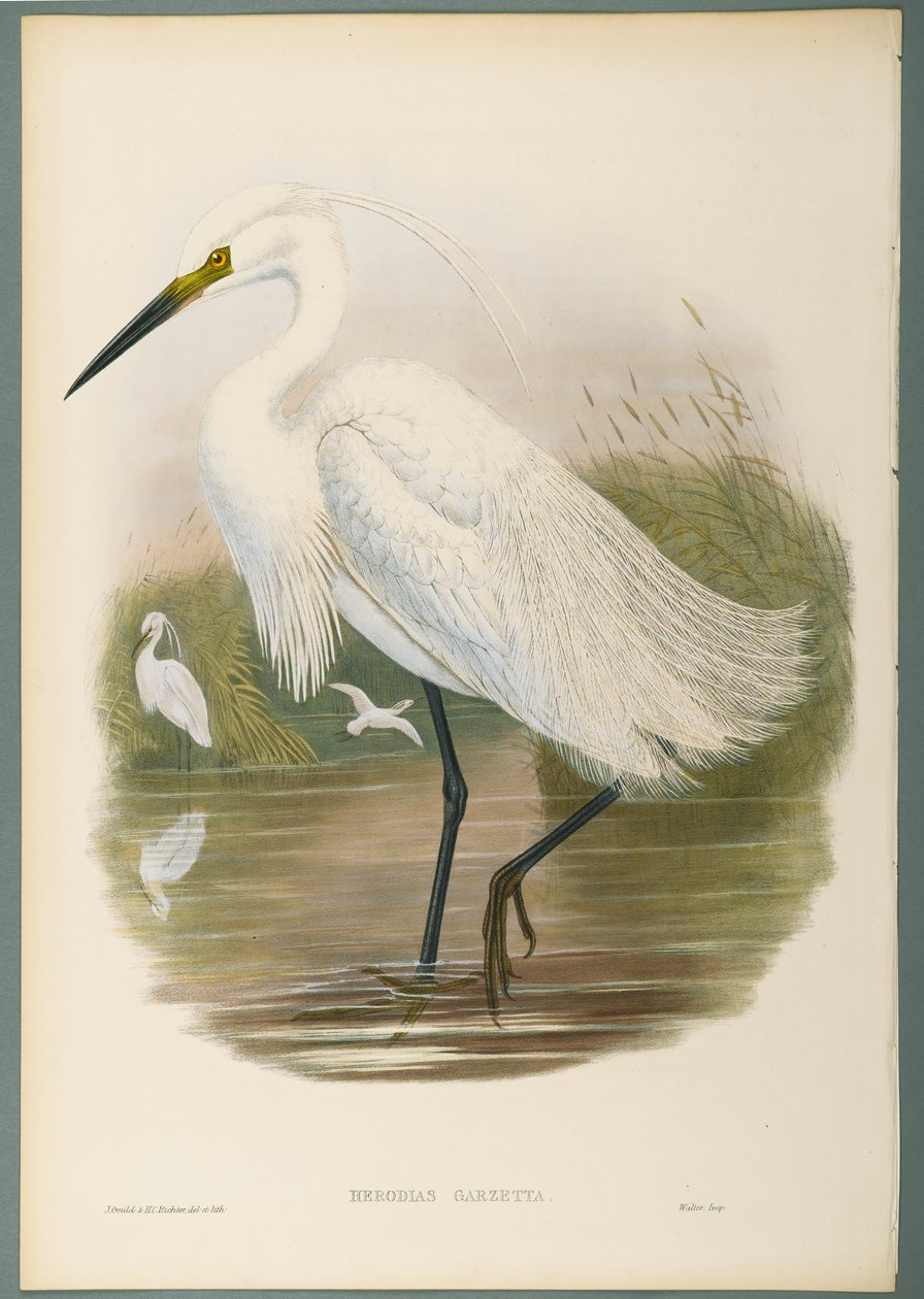 Herodias Garzetta - Garceta Común de John Gould
