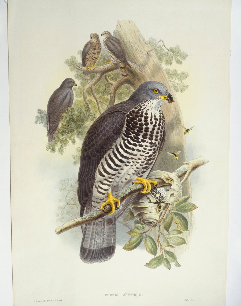 Abejero europeo (Pernis apivorus), ilustración de John Gould