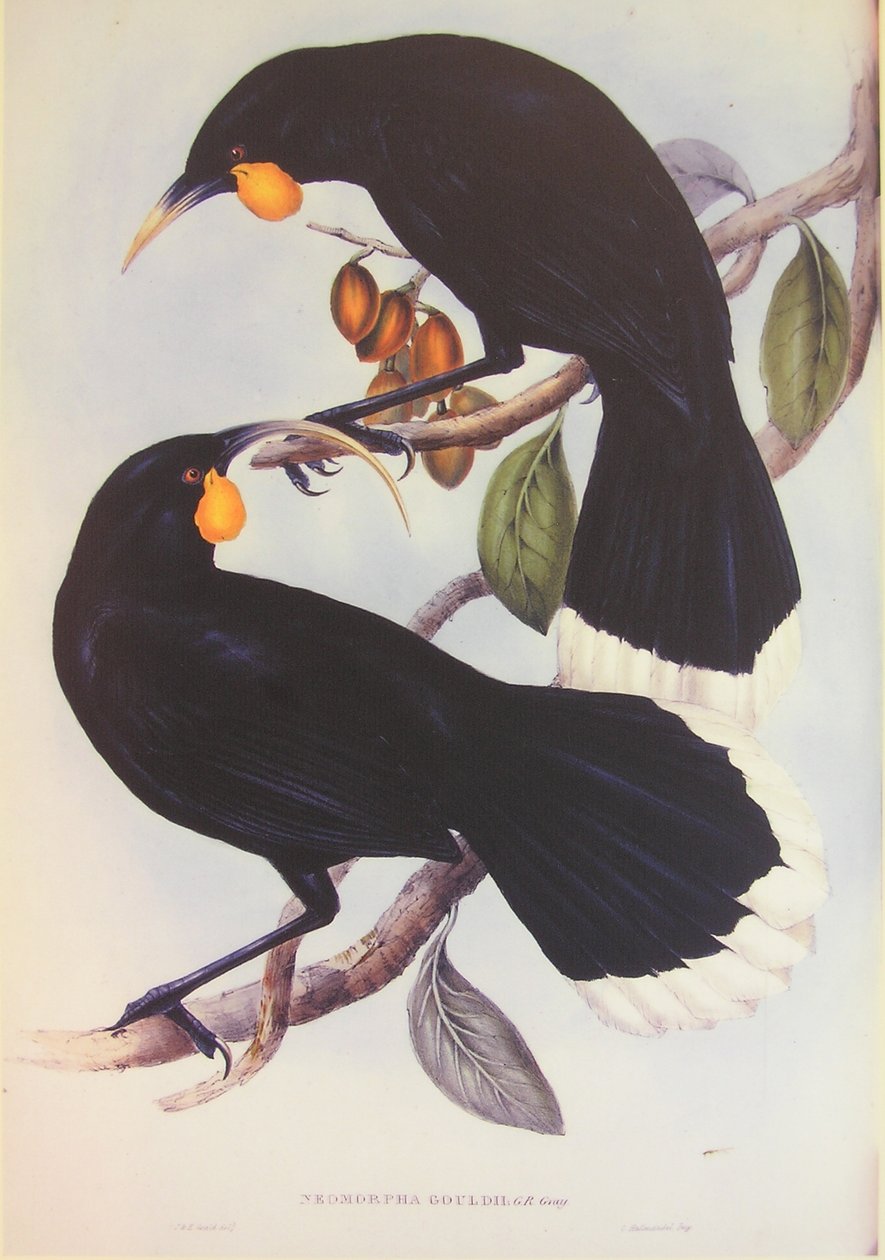 Ilustración de la pareja Huia de John Gould