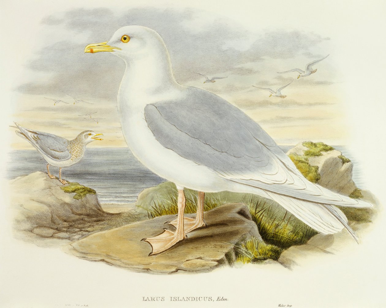 Gaviota islandesa (Larus glaucoides), grabado por John Gould de John Gould