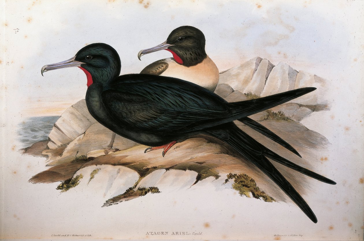 Ilustración de "Las aves de Australia" de John Gould representando al Rabihorcado menor Fregata ariel, por Oscar Dressler de John Gould