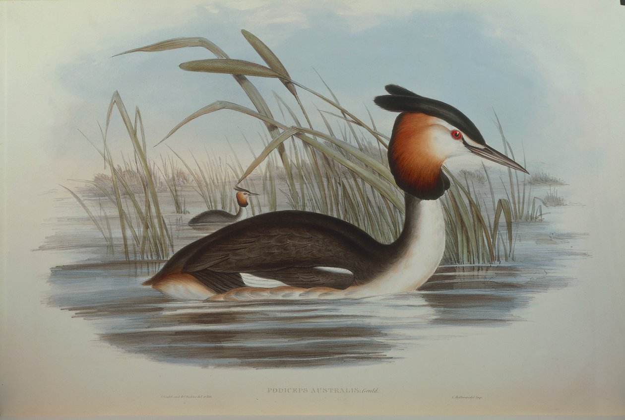 Ilustración de "The Birds of Australia" de John Gould representando Somormujo crestado del sur Podiceps cristatus australis, por Oscar Dressler de John Gould