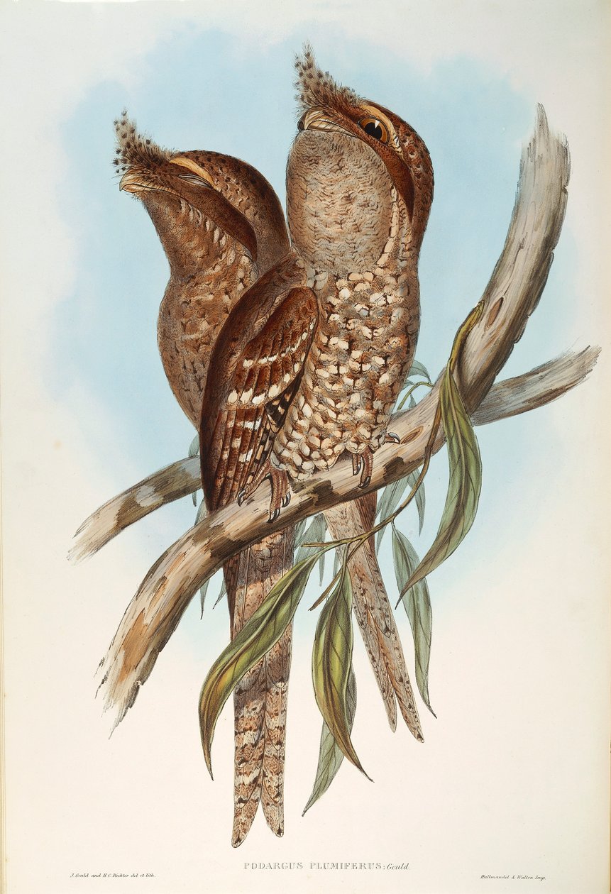 Ilustración de "The Birds of Australia" de John Gould representando Tawny Frogmouth Podargus strigoides, por Oscar Dressler de John Gould