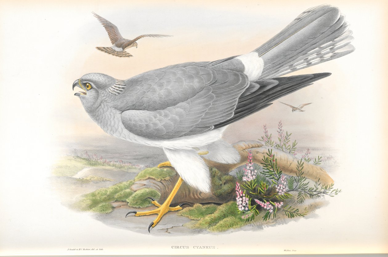 Ilustración de Circus Cyaneus (Aguilucho Pálido) de John Gould