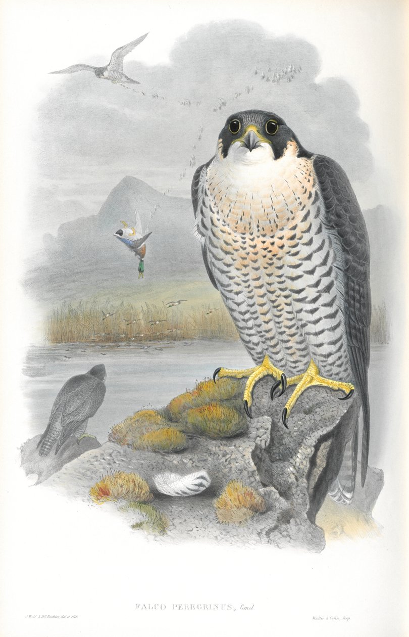 Ilustración de Falco Peregrinus (Halcón Peregrino) de John Gould