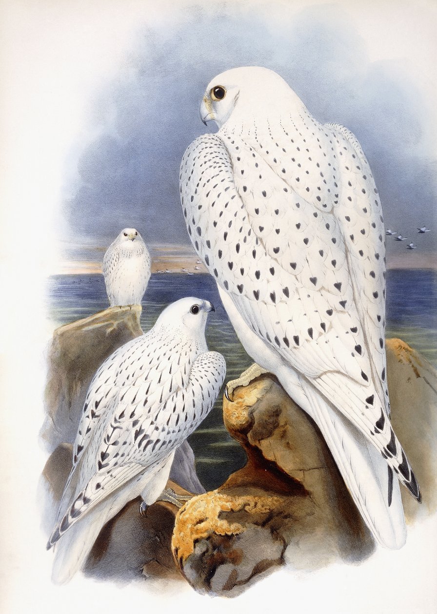 Ilustración de halcones, 1873 de John Gould