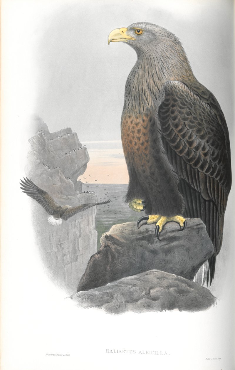 Ilustración de Haliaetus Albicilla (Águila Marina) de John Gould