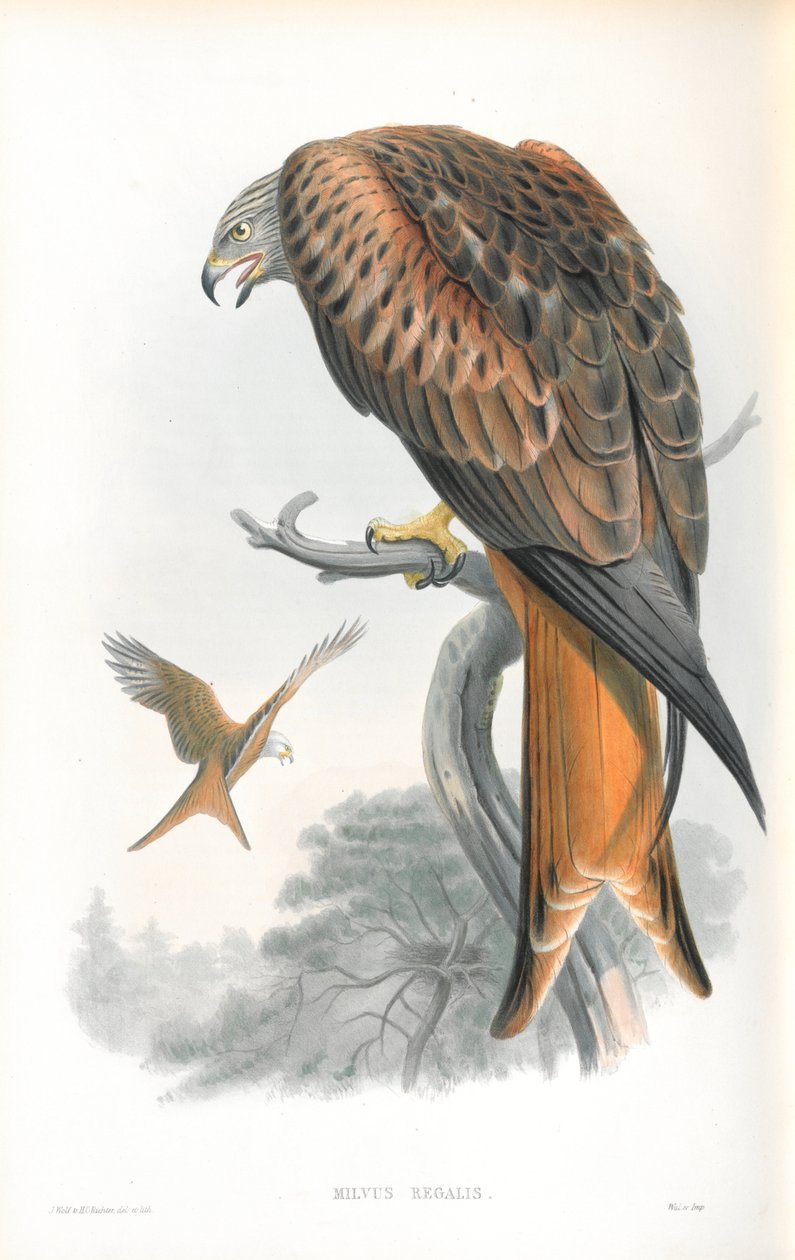 Ilustración de Milvus Regalis (Milano Real) de John Gould