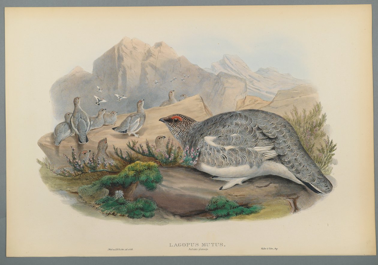 Lagopus Mutus, Plumaje de Otoño: Perdiz Nival de John Gould