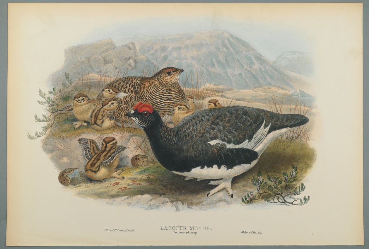 Lagopus Mutus, Plumaje de Verano: Perdiz Nival de John Gould