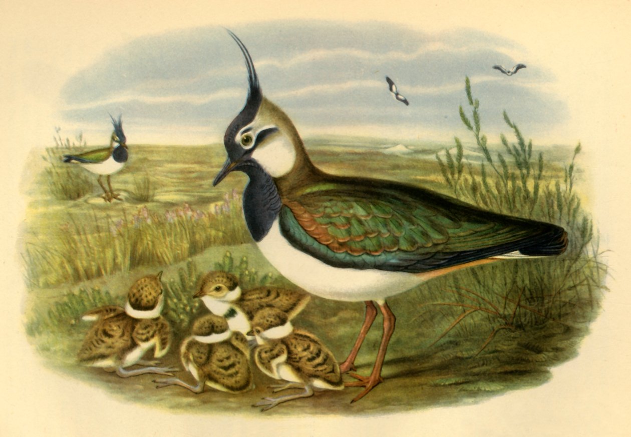 Avefría y crías, 1865, 1942 de John Gould