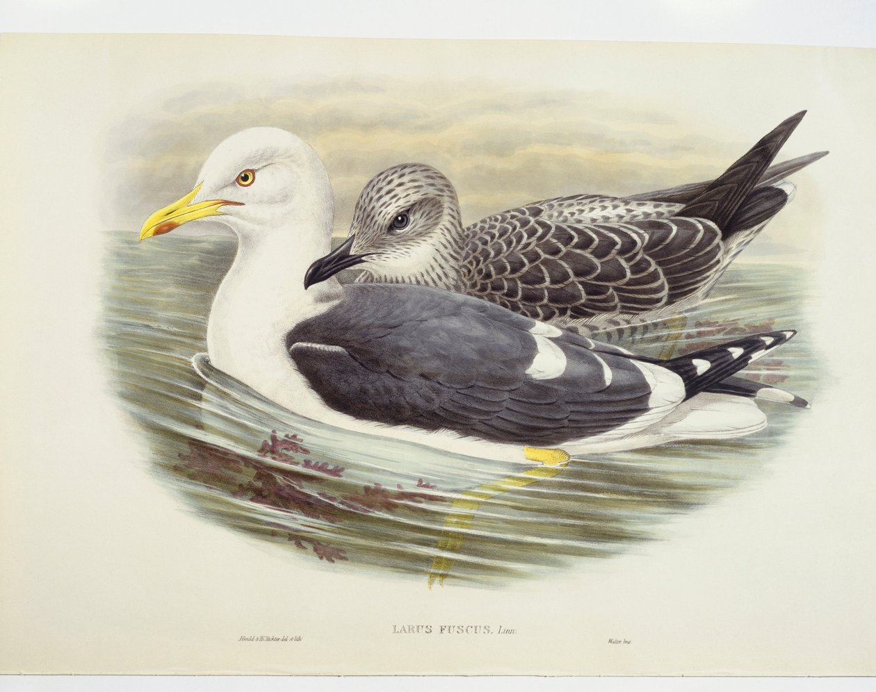 Gaviota sombría (Larus fuscus), ilustración de John Gould