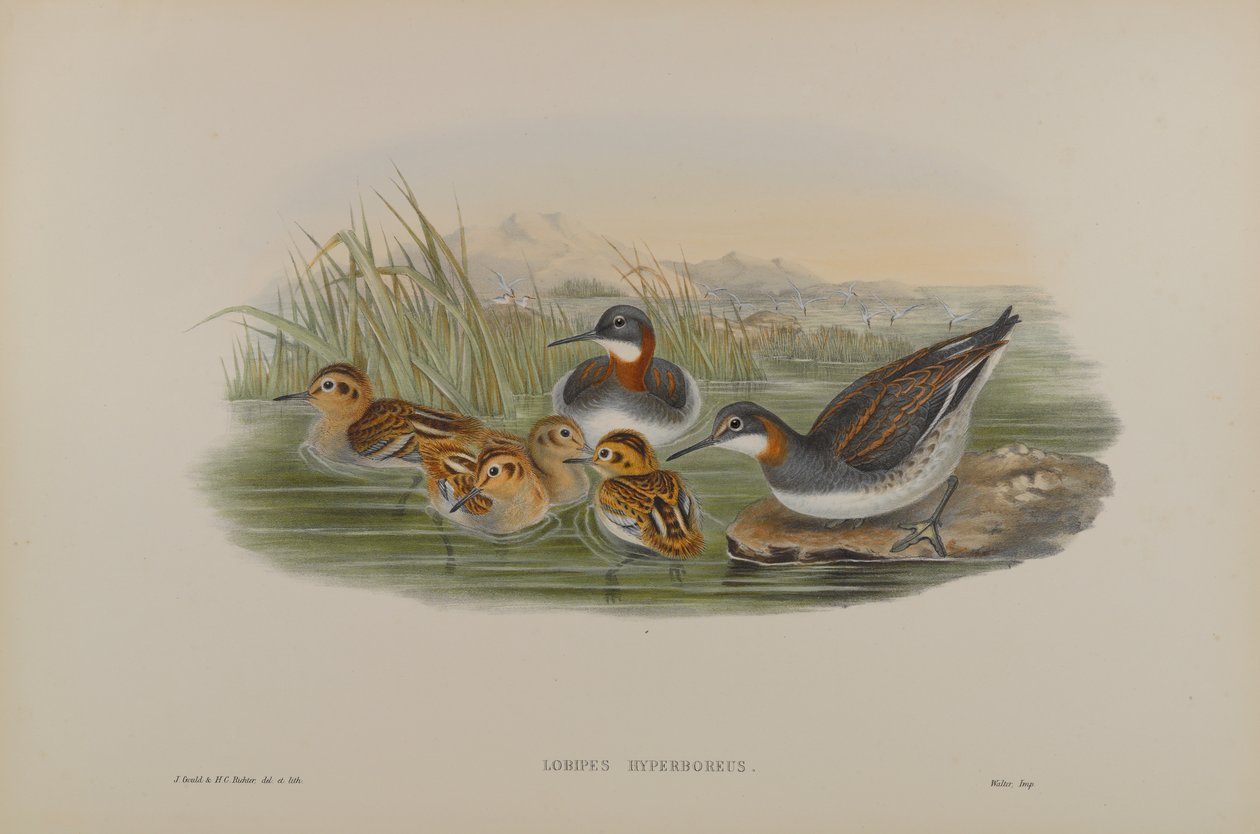 Lobipes Hyperboreus - Falaropo de cuello rojo de John Gould