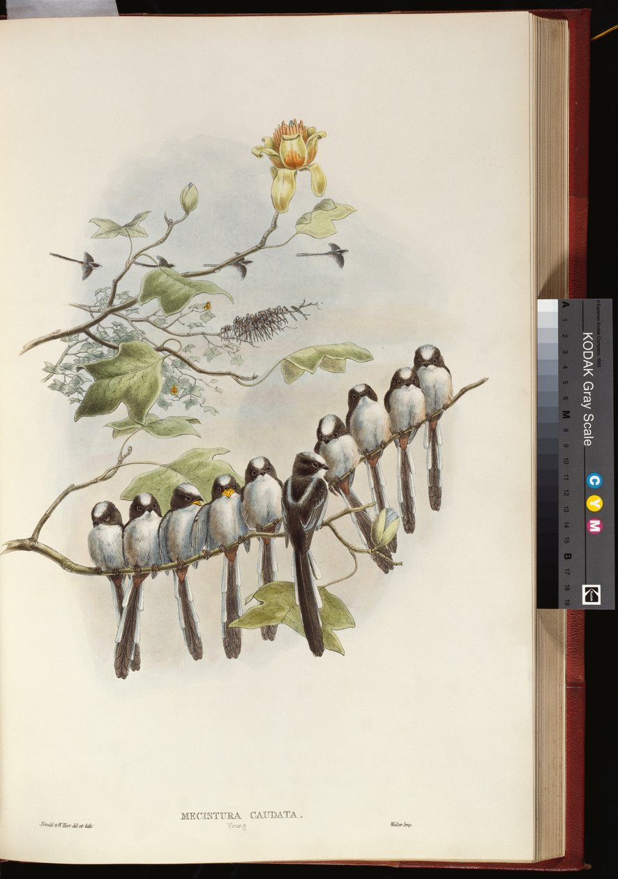 Mito de cola larga de John Gould