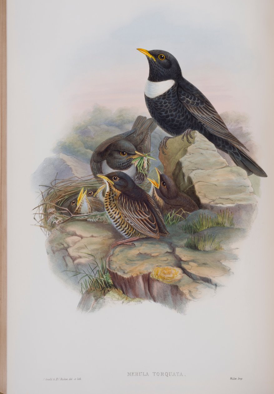 Merula Torquata, lámina de Las Aves de Gran Bretaña por John Gould, publicado 1862-73 de John Gould