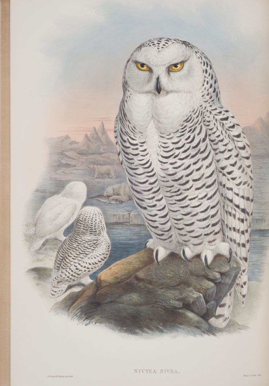 Nyctea Nivea, lámina de Las Aves de Gran Bretaña por John Gould, publicado 1862-73 de John Gould