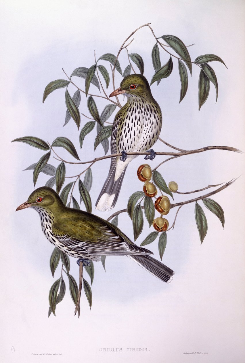 Oriole de lomo oliva (Oriolus sagittatus), grabado por John Gould de John Gould